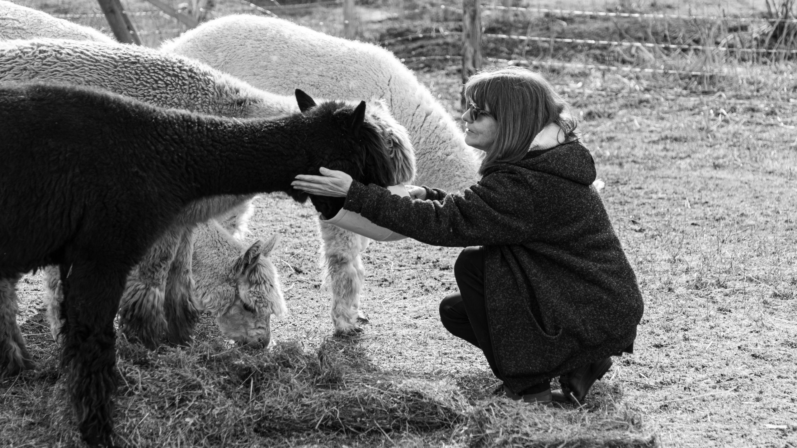 France Trudel prend autant plaisir à utiliser la laine de ses alpagas qu’à côtoyer ses troupeaux au quotidien.
